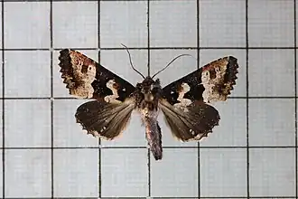 Phlogophora albovittata