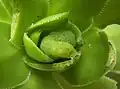 Groene rups op groene Aeonium-soort