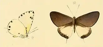 Uranothauma cyara