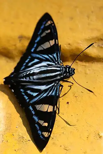Phocides metrodorus