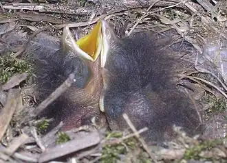Vogel van vijf dagen oud