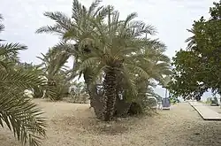 De Kretenzische dadelpalm