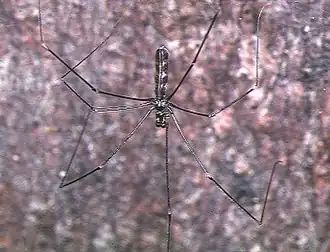 Pholcus nagasakiensis