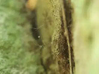 Pholcus crypticolens