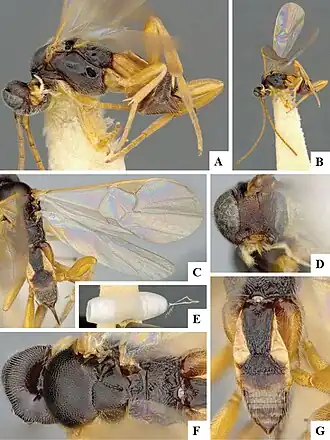 Pholetesor salalicus