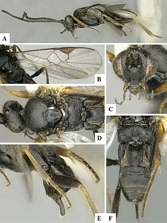 Pholetesor viminetorum