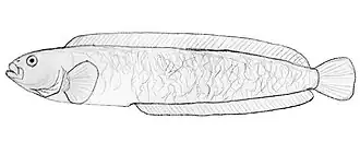 Pholidapus dybowskii
