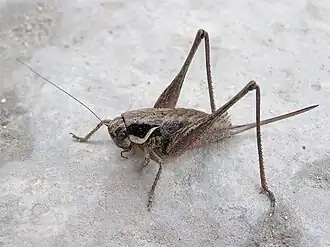 Pholidoptera frivaldskyi