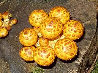 Pholiota aurivella