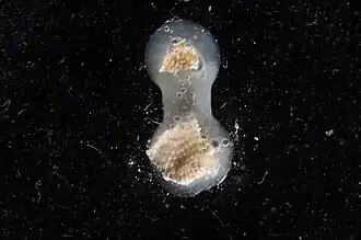 Phonicosia circinata