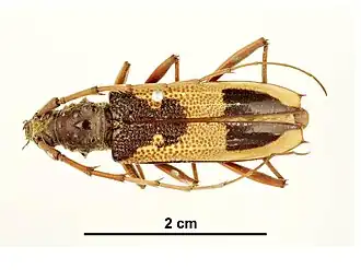 Phoracantha ancoralis