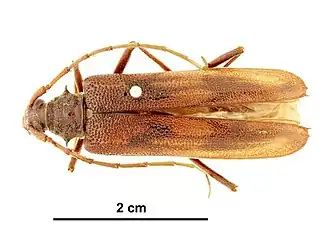 Phoracantha complicata