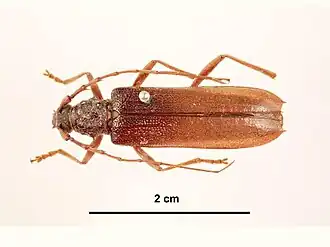 Phoracantha concolor