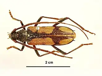 Phoracantha cruciata