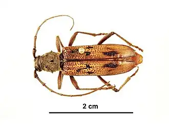 Phoracantha elegans