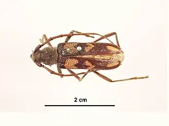 Phoracantha flavopicta