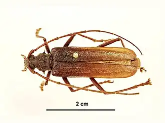Phoracantha immaculata