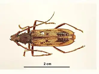 Phoracantha impavida