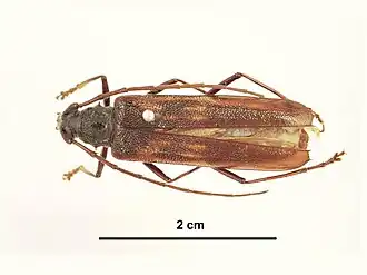 Phoracantha longipennis
