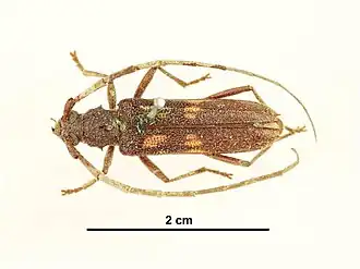 Phoracantha manifesta