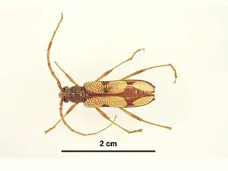 Phoracantha mitchelli