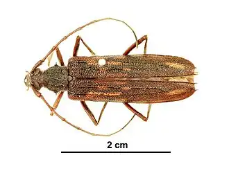 Phoracantha multiformis