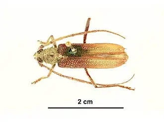Phoracantha punctipennis