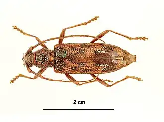 Phoracantha solida