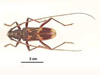 Phoracantha tricuspis