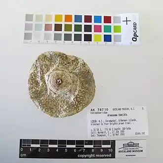 Phormosoma bursarium