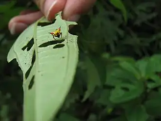 Phoroncidia tricuspidata