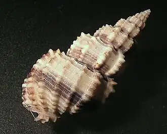 Phos muriculatus