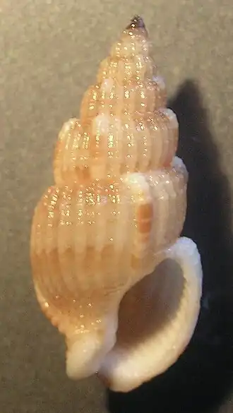 Antillophos varicosus