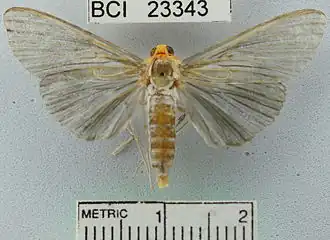 Phostria citrinalis