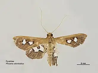 Omiodes odontosticta