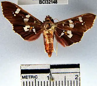 Phostria temira