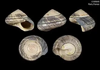 Photinula coerulescens