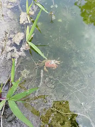 Geothelphusa eurysoma