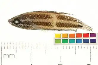 Parosphromenus rubrimontis