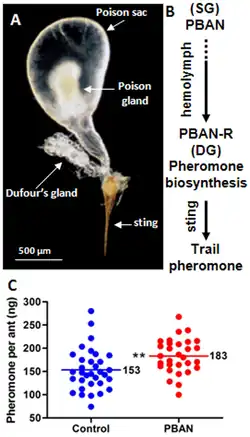 Dufourklier bij een gifangel van een rode vuurmier