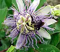 Bloem van Passiflora incarnata met bij