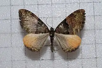 Photoscotosia insularis