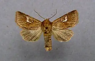 Nonagria nexa