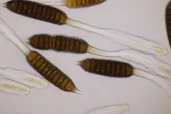 Teliosporen met kiemporen