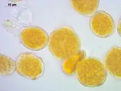 Aeciosporen op viltganzerik