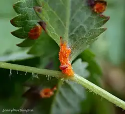 Aecia met hyperparasietlarve van Mycodiplosis