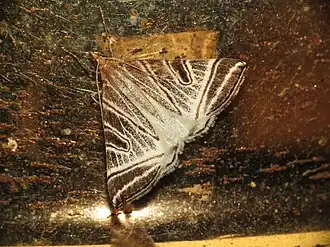 Phrataria replicataria