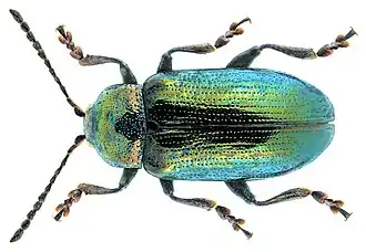 Phratora tibialis