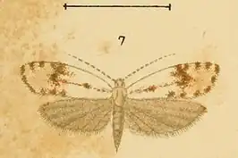Phrealcia eximiella