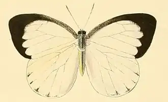 Phrissura cynis